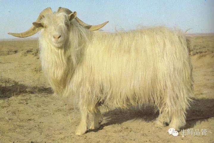 内蒙古绒山羊