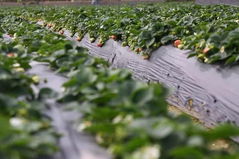 生存之上,疫情之下:等待中的海鲜批发商们 生活思索 第8张 生存之上,疫情之下:等待中的海鲜批发商们 生活思索 第8张